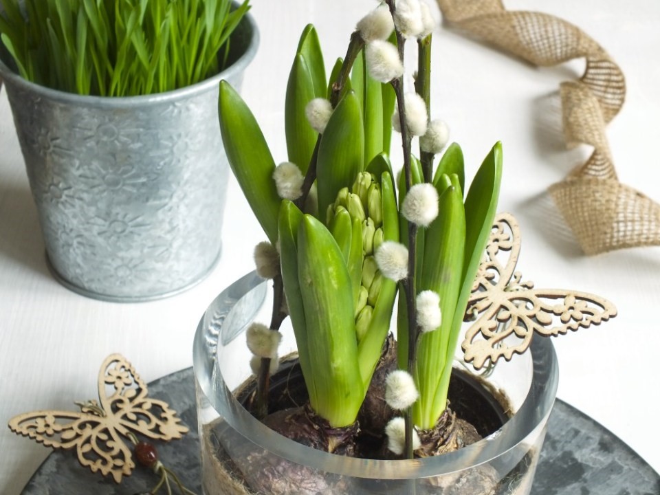 Opora-pre-Hyacinty-3